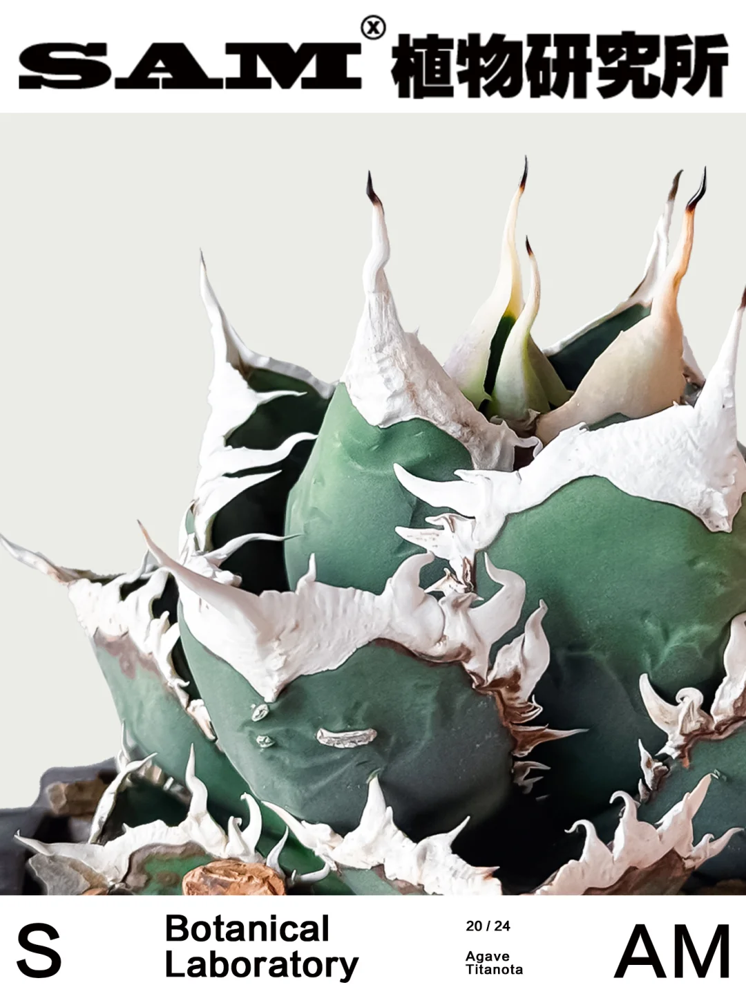 狼人龙舌兰｜Agave Titanota