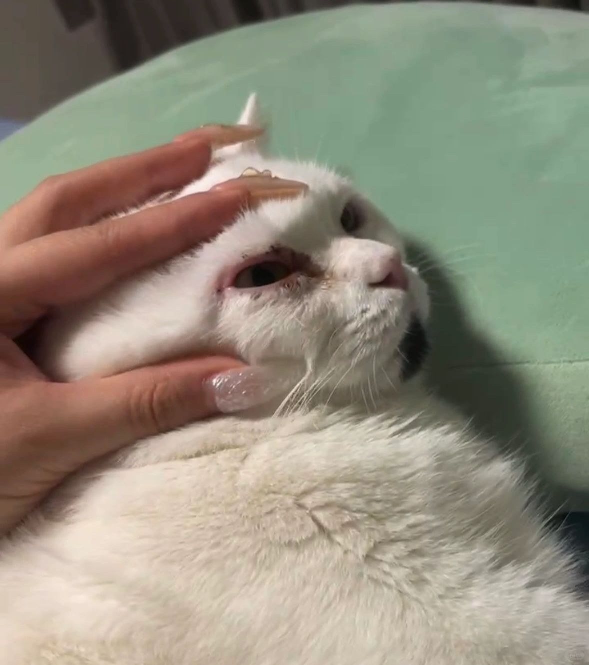 猫咪眼睛流泪｜睁不开｜在家解决☑️