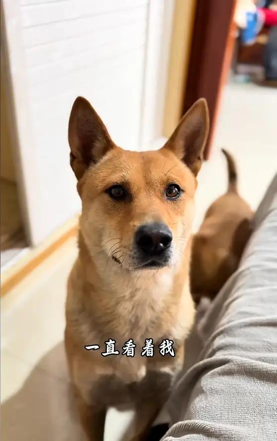 “太有灵性了！”浙江男子摔伤躺家中，大黄叼草进屋，这操作暖炸了！

谁说宠物只能