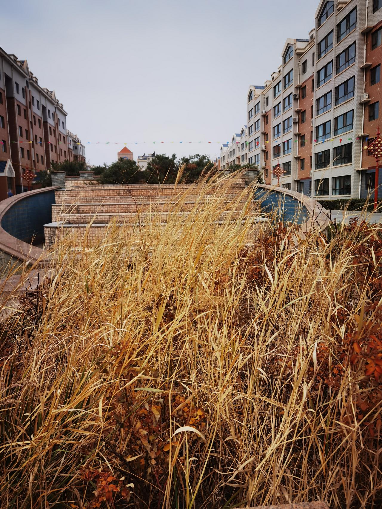 一堆草
已枯黄
冬之景
一张图