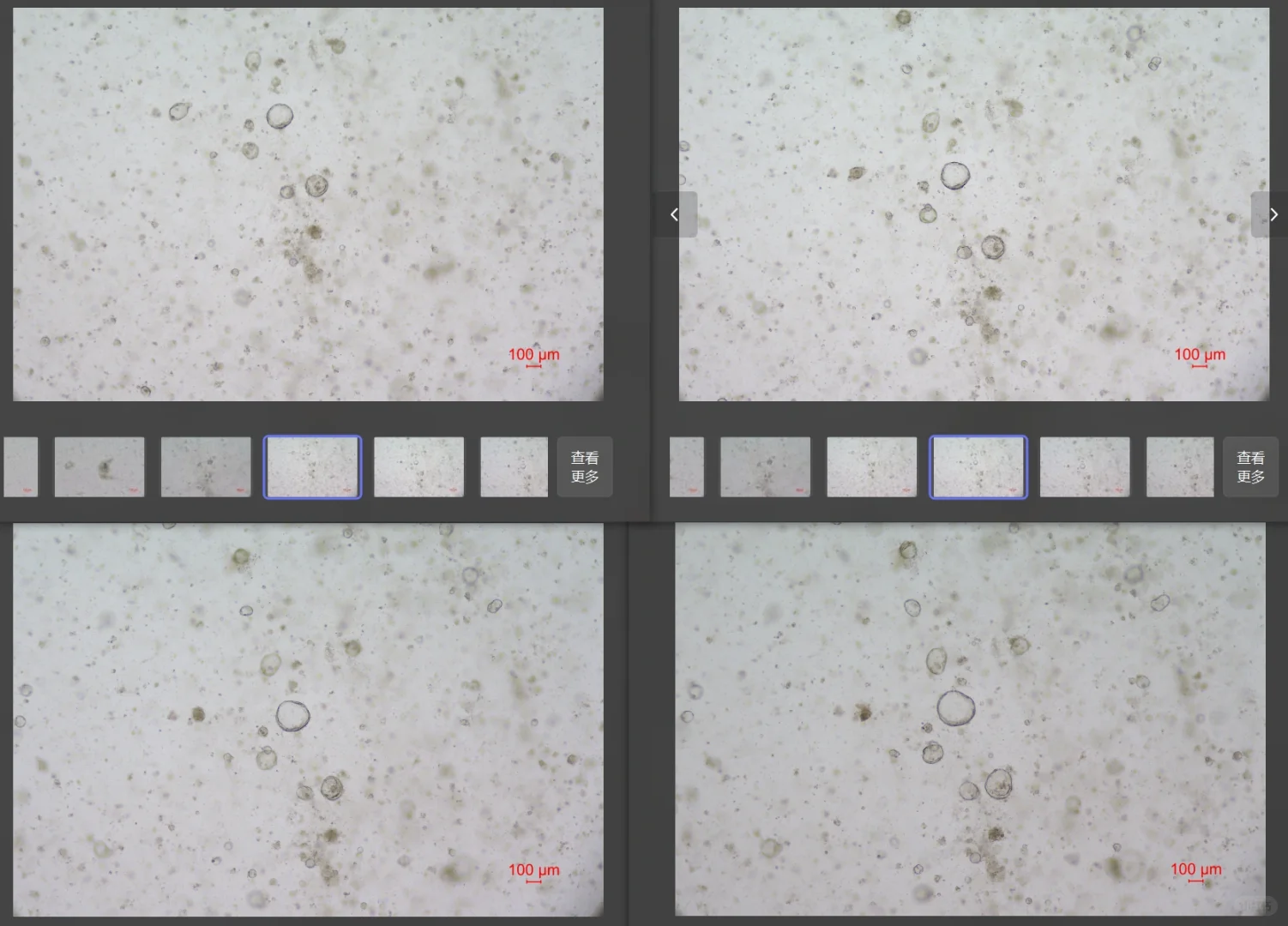 猪子宫内膜类器官
