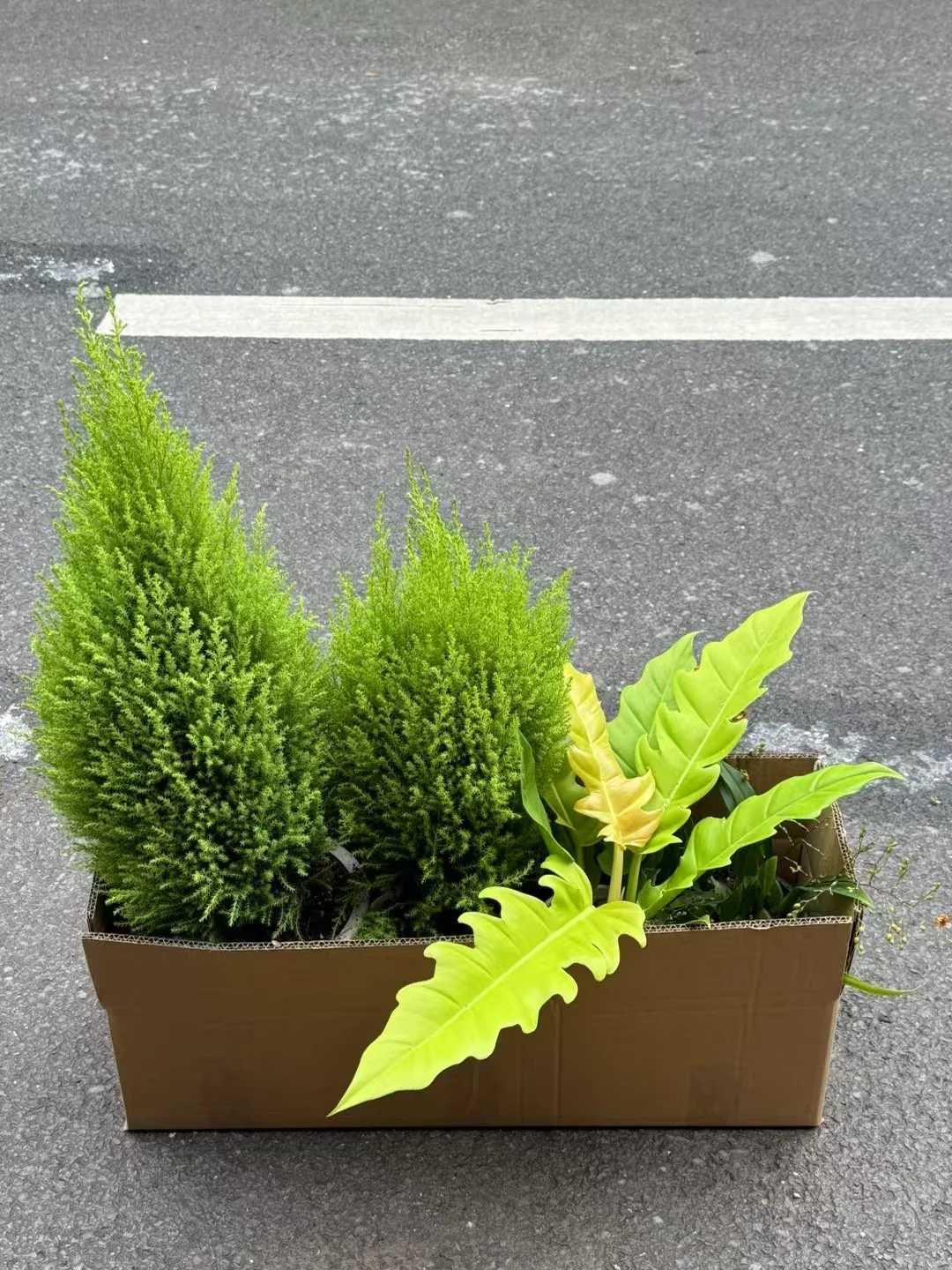 多闻草木少识人！ 花市买花的快乐谁懂？