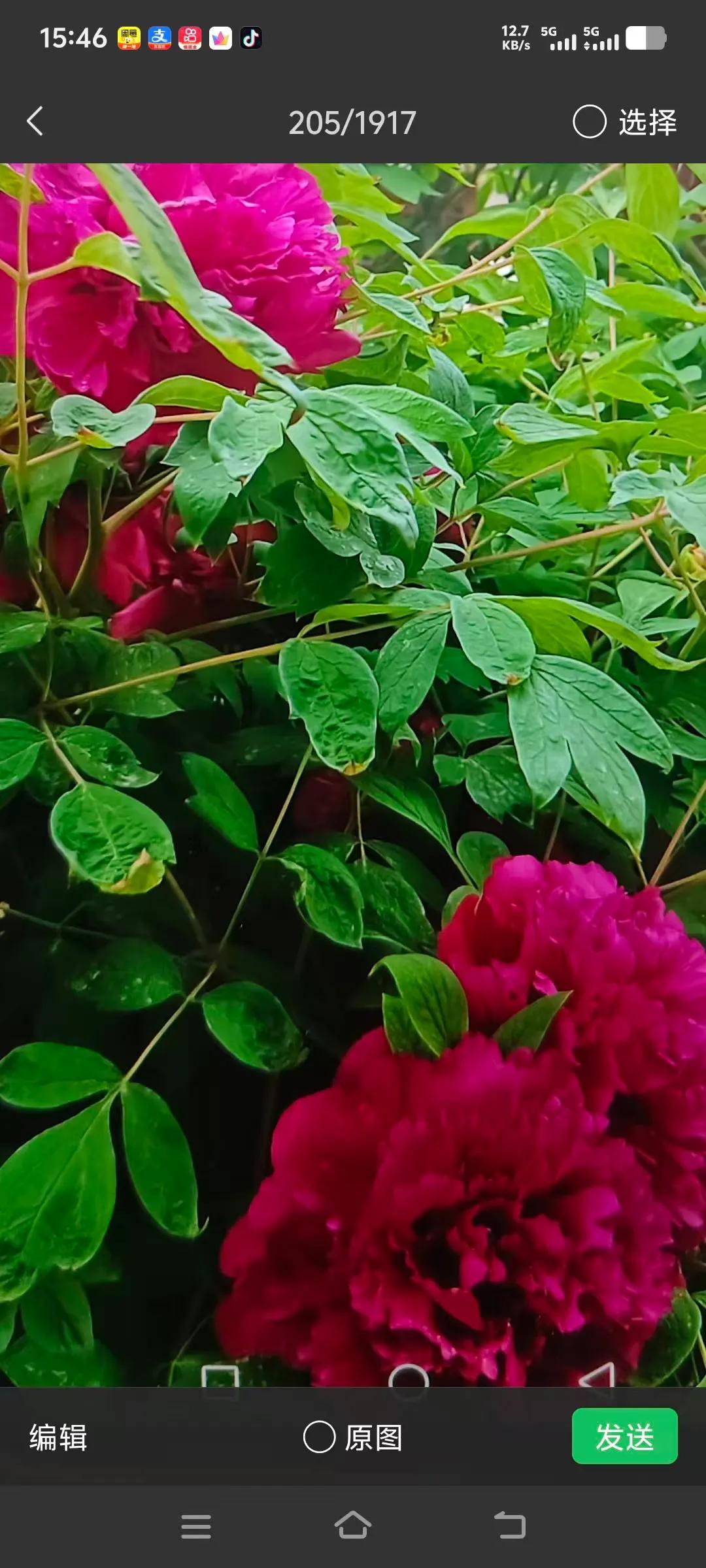 开花照片//@佛在心中莫浪求:真好！就是不知花色如何！