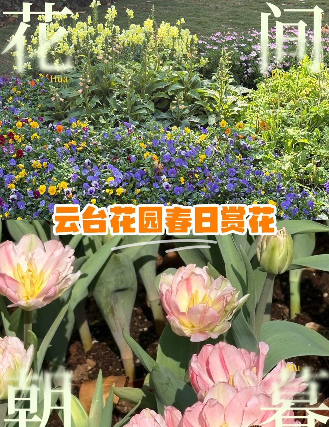 云台花园春日赏花记！
📍广州 云台花园
云台花园的春天，是被花叫醒的。

郁金
