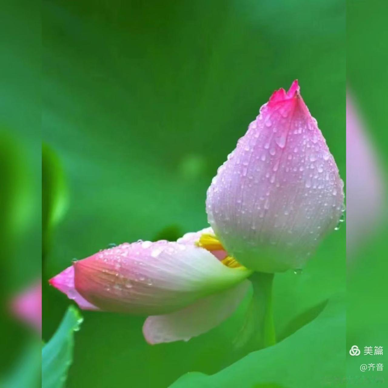 五律·今日大暑
 文/刁孟湖
暑极隆炎夏，薰蒸满古城。
蝉喧青翠树，叶蔽肃森坪。