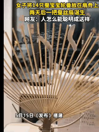 女子脑洞大开想出新奇做法，找来一把空白扇骨，细心放上14只蚕宝宝，精心安置妥当。