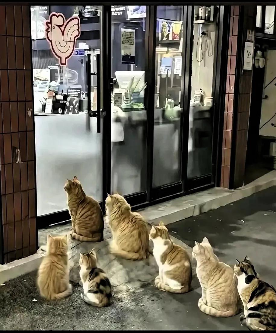 这两天，杭州一家烤肉店的老板火了。原因是他每天傍晚都会把店里没卖完的烤肉喂给门口