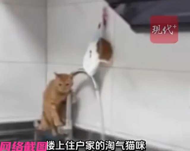 江苏如皋有家的猫咪有点不安分，独自在家时把家里的水龙头给打开了，可是猫咪只管开没