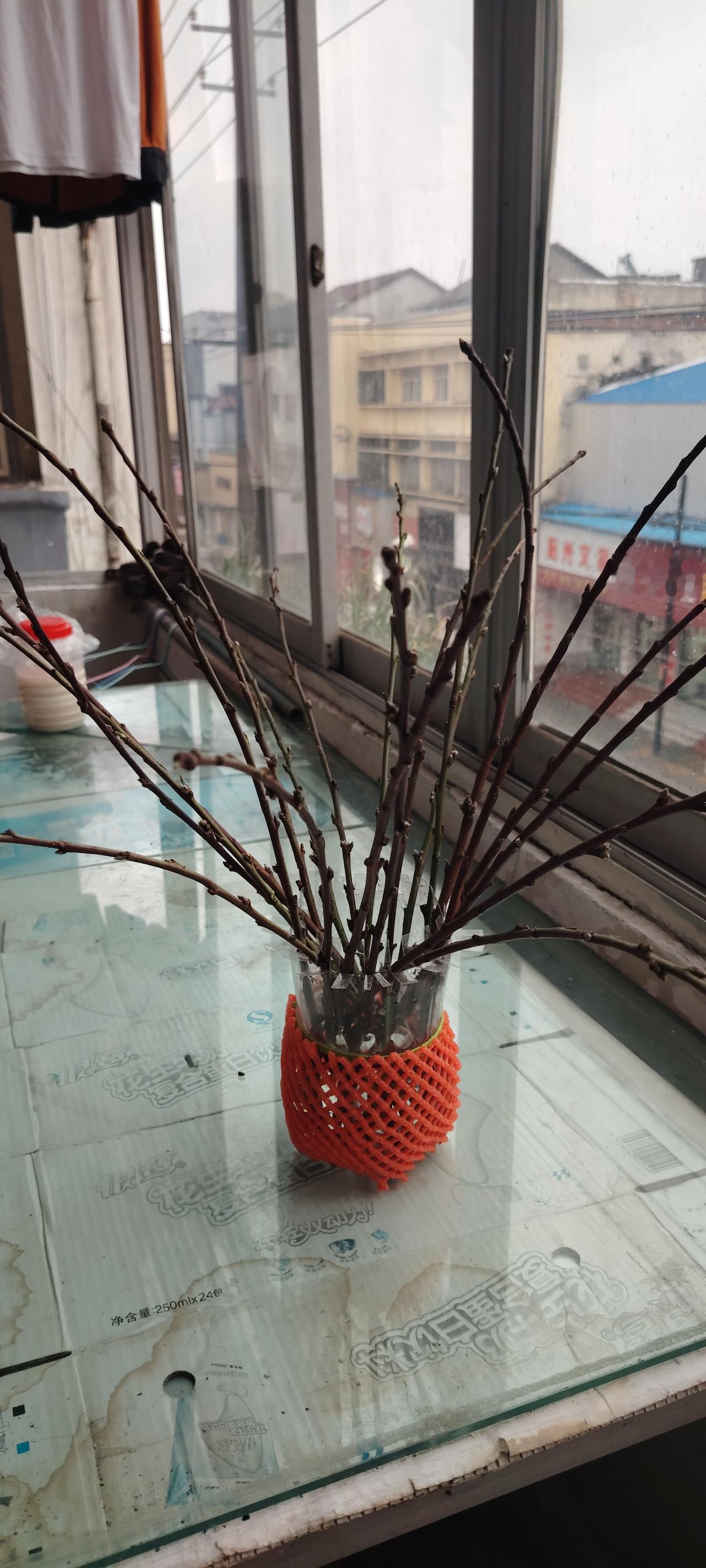 今天腊月初一，我们这里下雪了，雨夹雪。妈叫我把腊梅枝放室内去，恐怕冻死了。我说腊