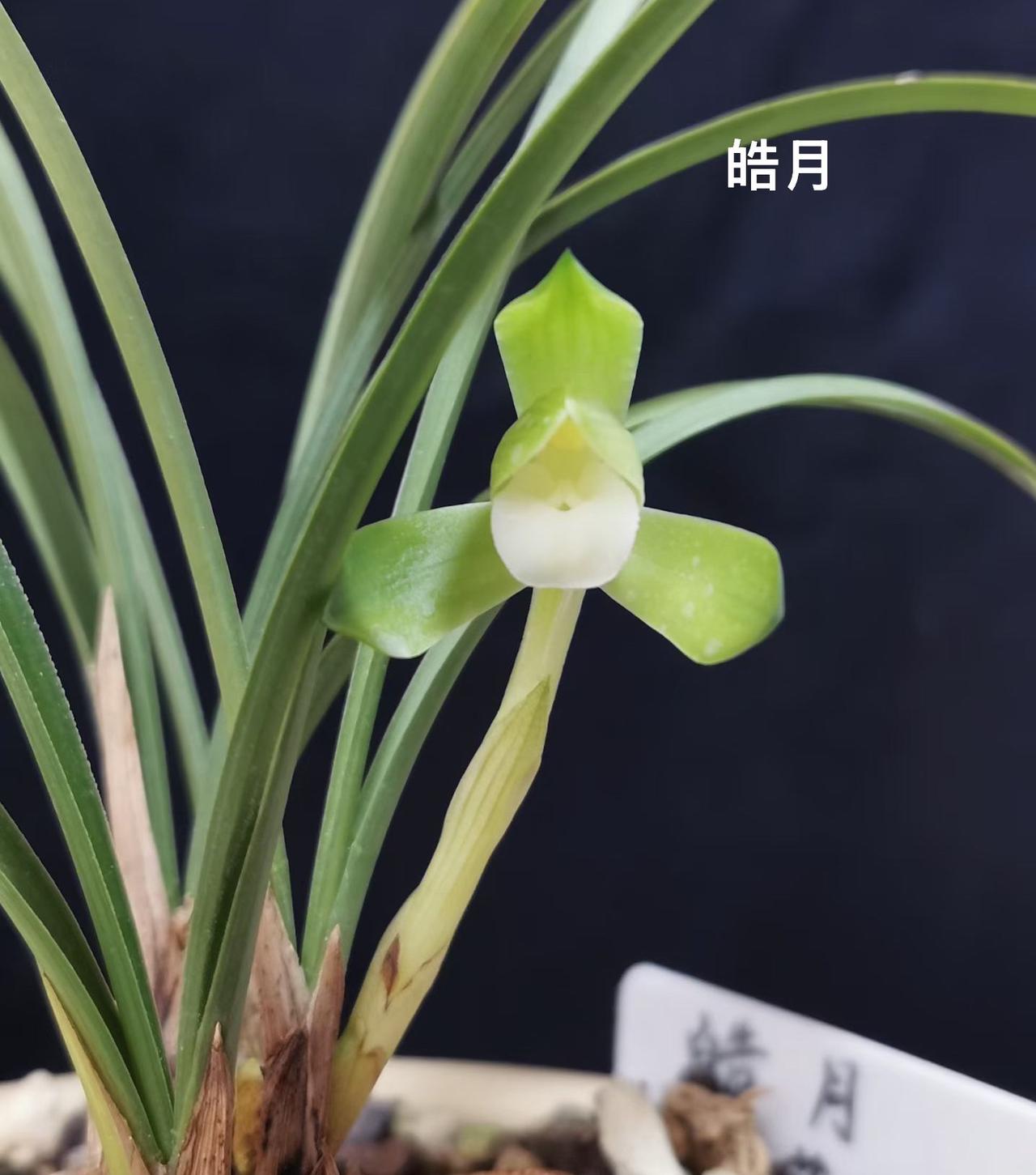 春兰老品种集锦，你有几种呢？春兰老品种素花，瓣型花，蝶花集锦，图片来自北京春秋国