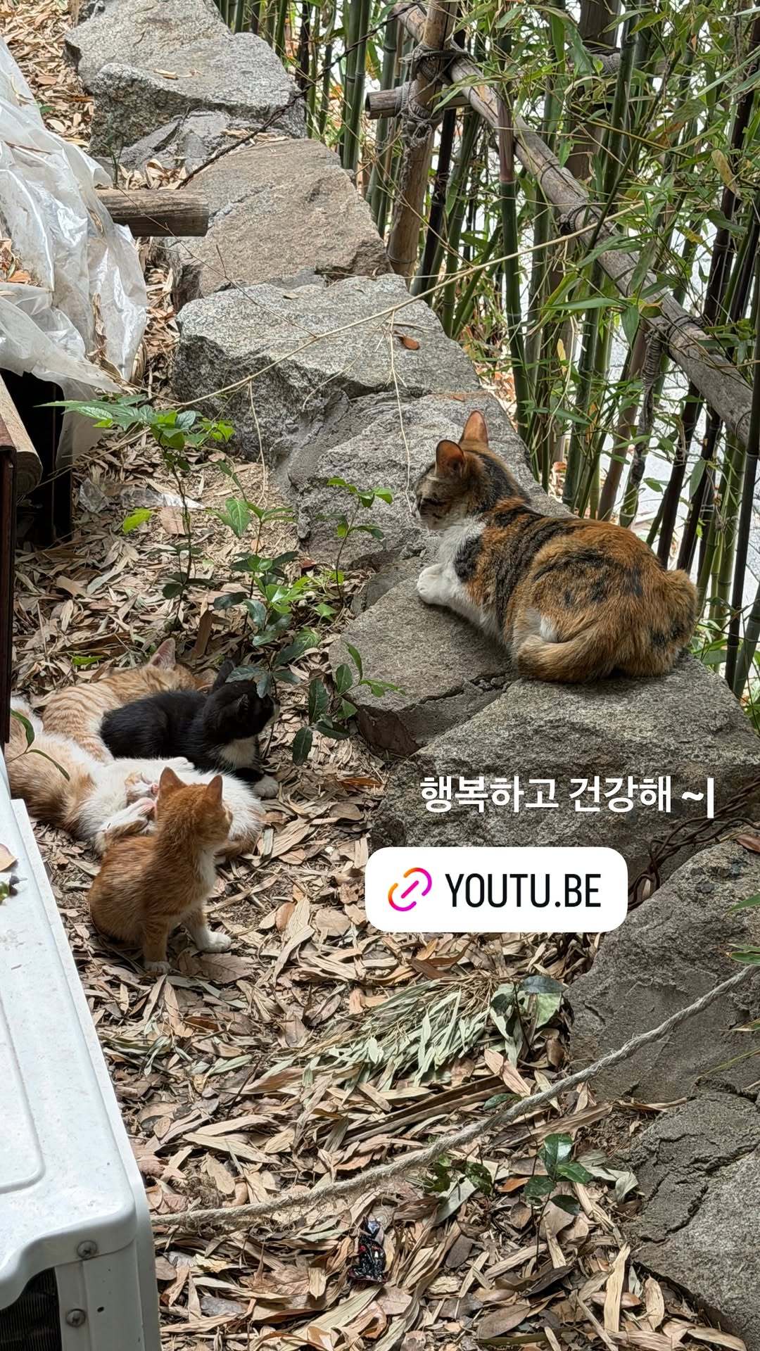 “CB百蓝_。260618金钟云 ins story更新：要幸福健康~ 