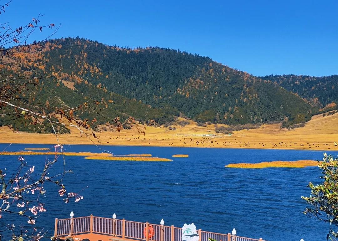 向往且到达了普达措的秋🍂｜不要拔草直接冲
⏰行程大概一天。去程10:40，返程