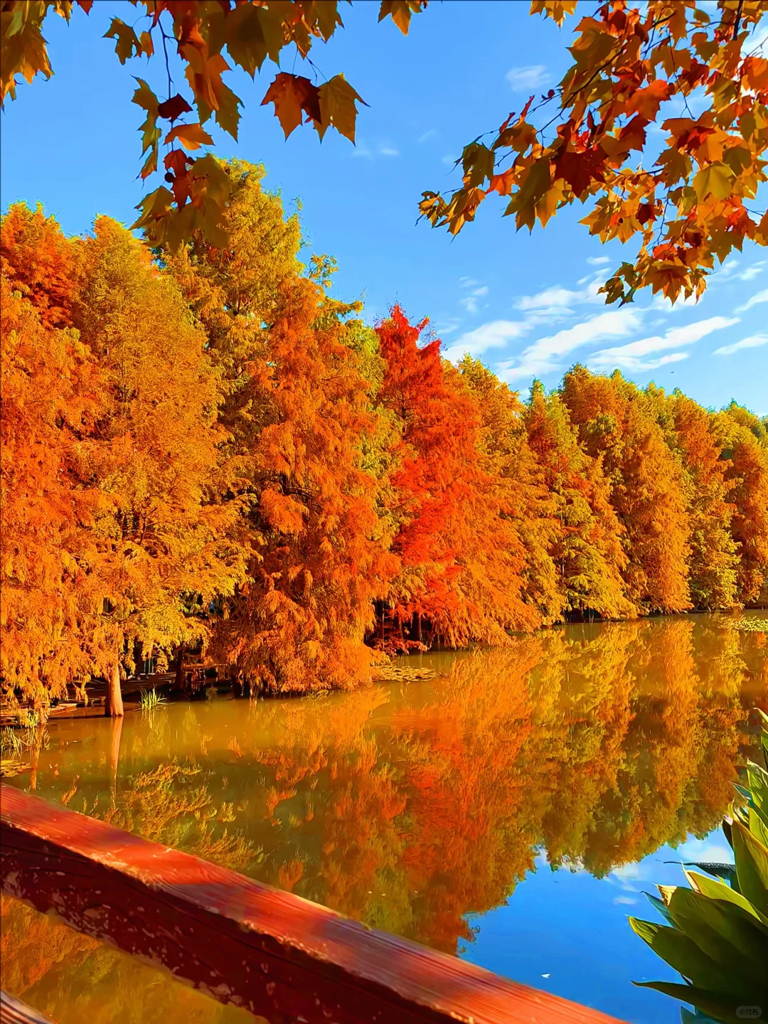 11.29实拍|明孝陵落羽杉变油画🖼️🍁