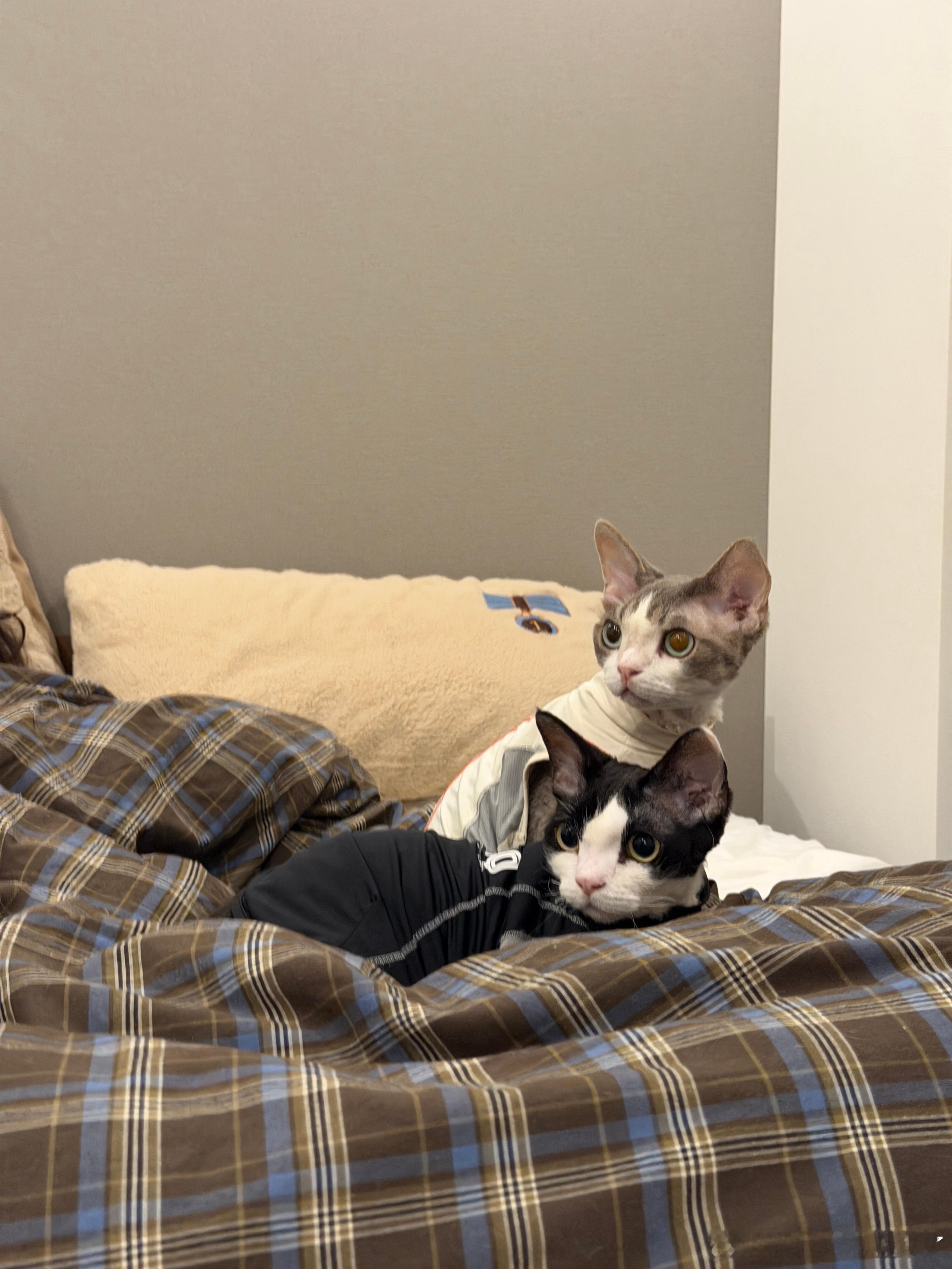 好奇宝宝们🐱 