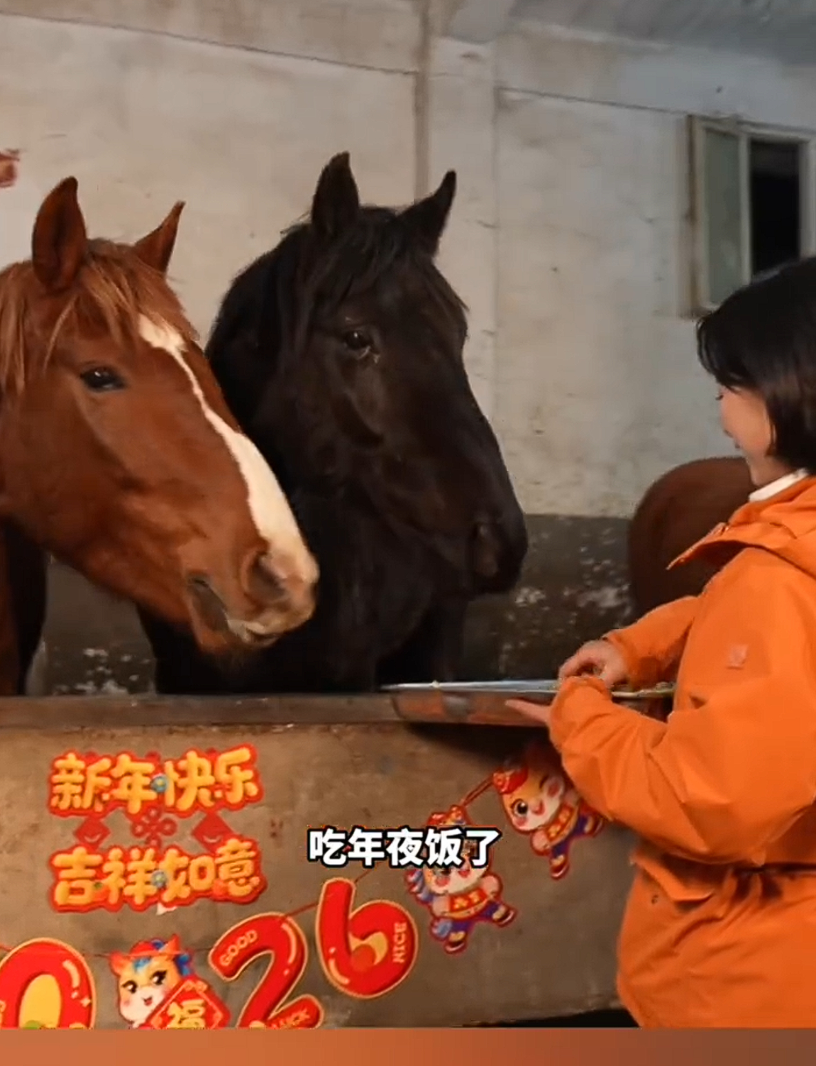 🔻铁师傅和班长们喂军马吃年夜饭了。过年好春晚热点现场