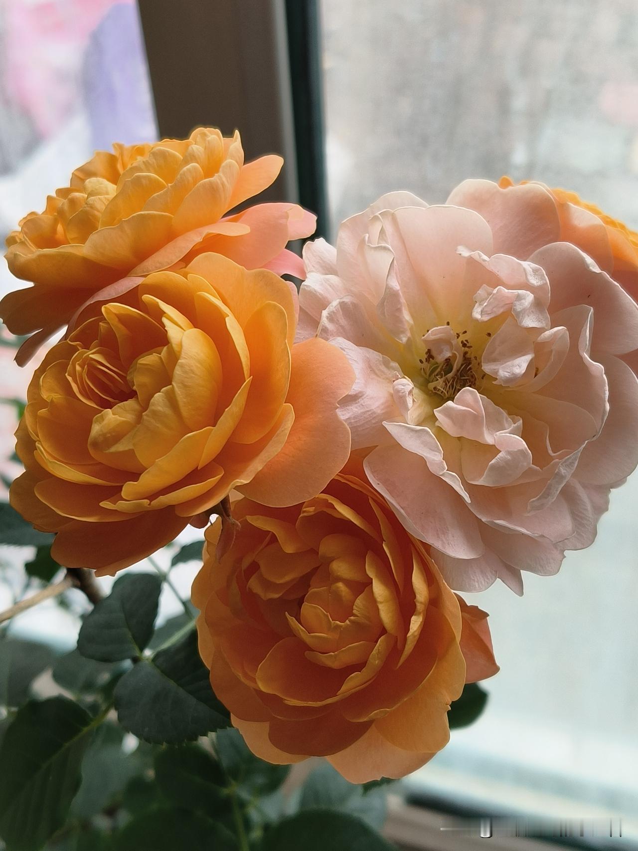 奶奶养的花开了，
很好看。

就随手拍了两张照片，
这是一枝花。

不同颜色，