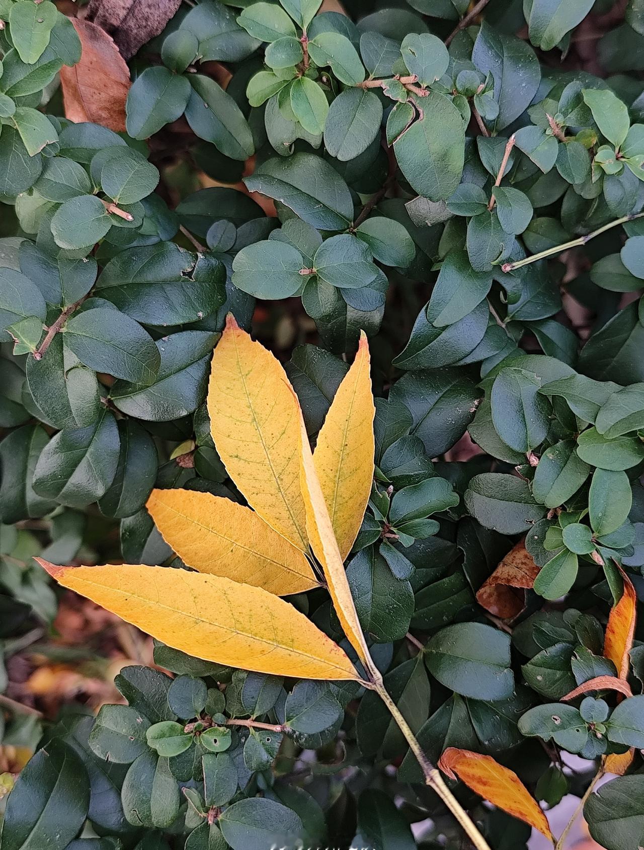 秋风托落叶给大地送信，落叶知秋，岁月流转，秋天是适合见面的日子。（客运一中心 崔