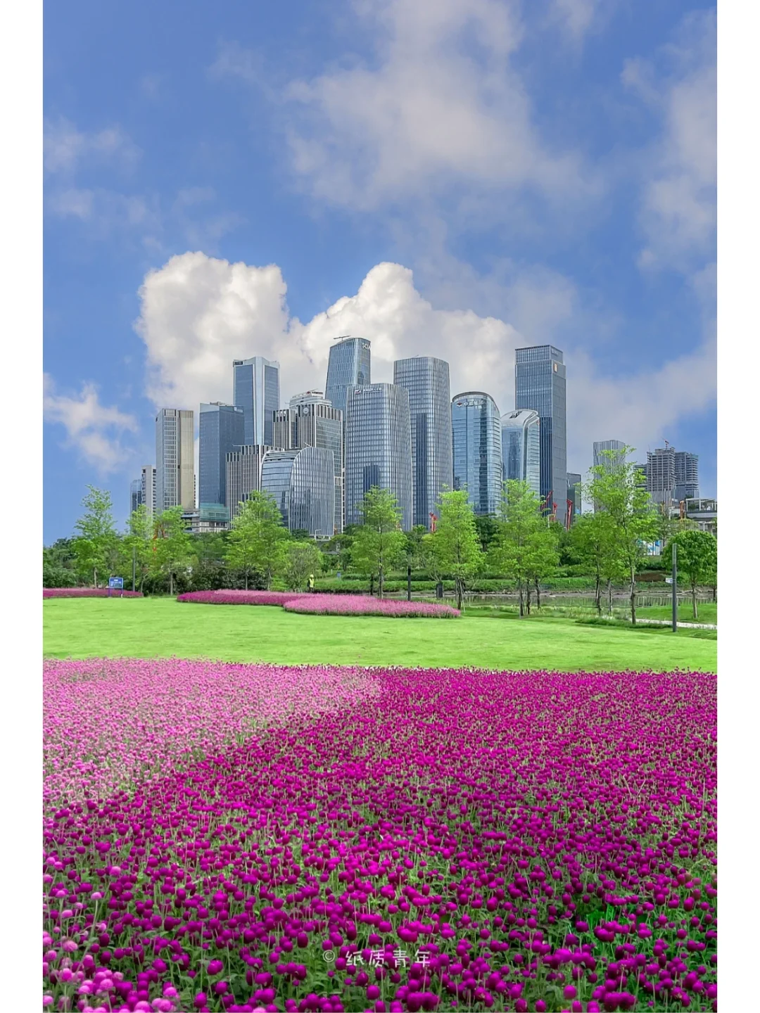 深圳这片浪漫紫色花海，手机也能拍大片📱