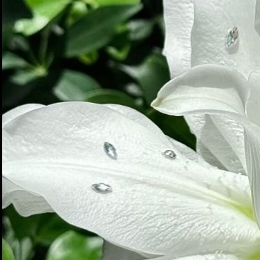0000种植 🌷微公益种植文案 天香百合的种植和养护方法：一、超简单种植步骤1