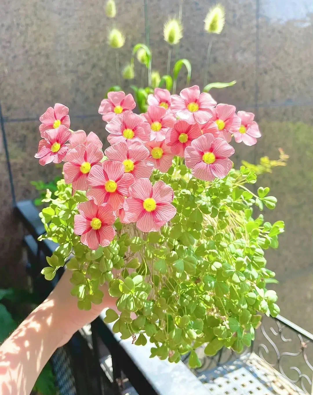 ◡̈ ʚ🌸ɞ²⁰²³/₁₀.₀₅ ᐝ𝑵𝒊𝒄𝒆☀️生活在喜怒哀乐里走走停