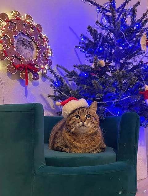 emo猫圣诞老人🎅🎄✨..cr：loveyoustepan 