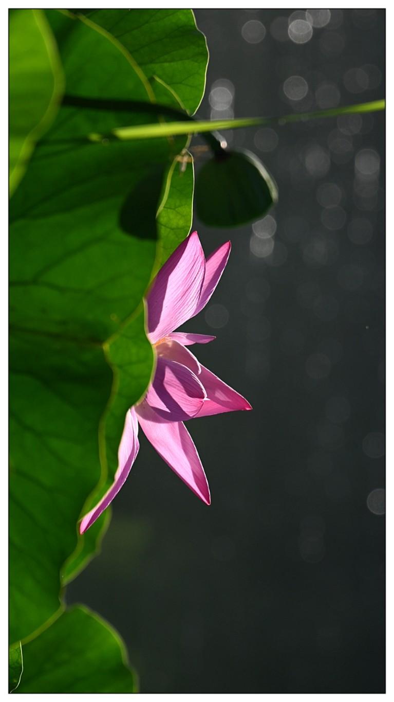 荷花