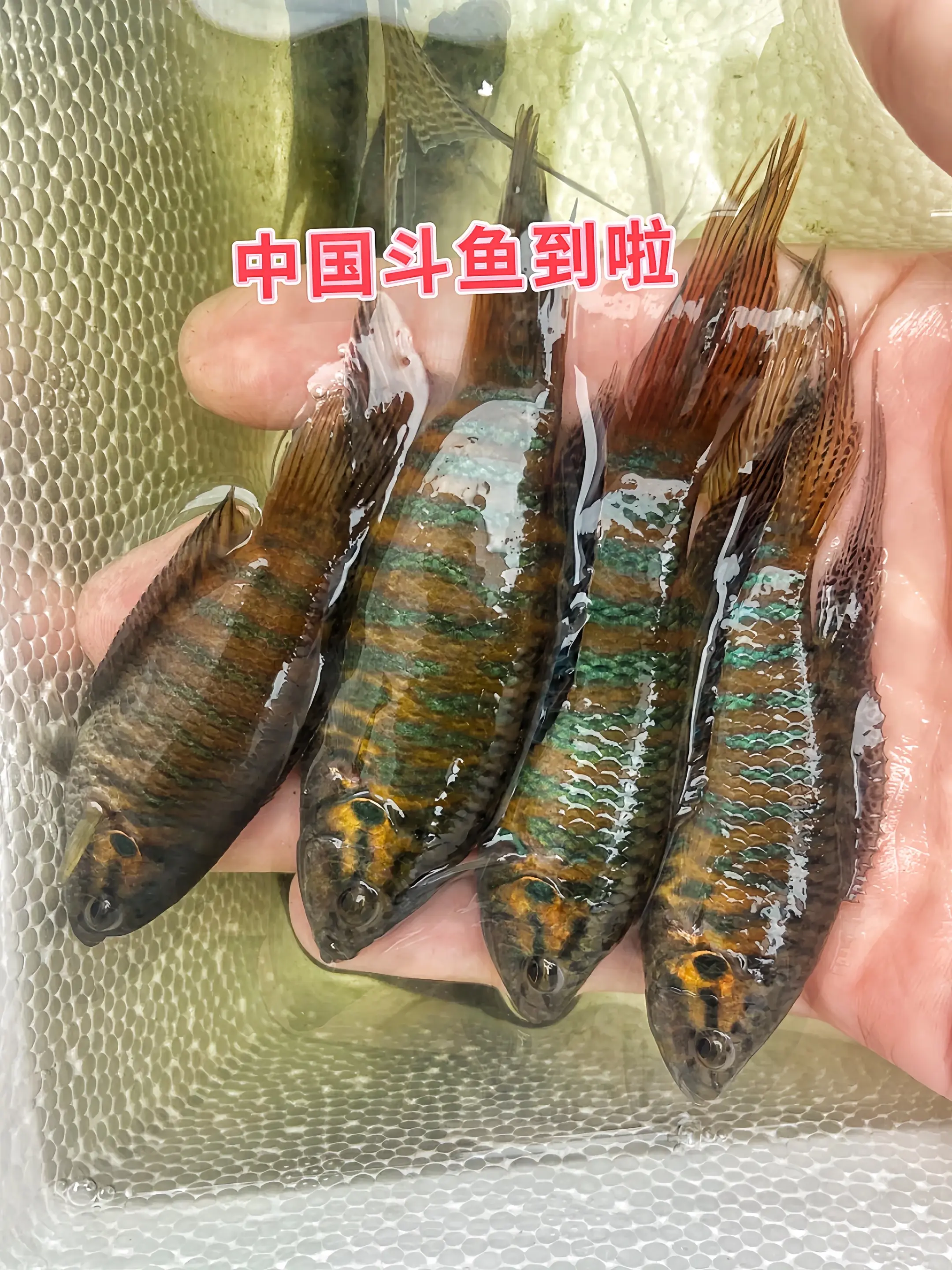 1. 游动的东方水墨，惊艳一缸 中国斗鱼，身披绸缎般的绚丽色彩！红蓝交...
