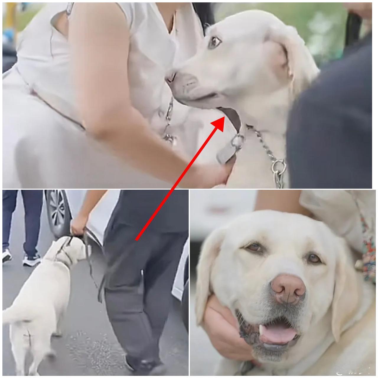 导盲犬芬迪头也不回跳上车的样子，比任何辩解都有力！

这哪是“分别”，明明是
它