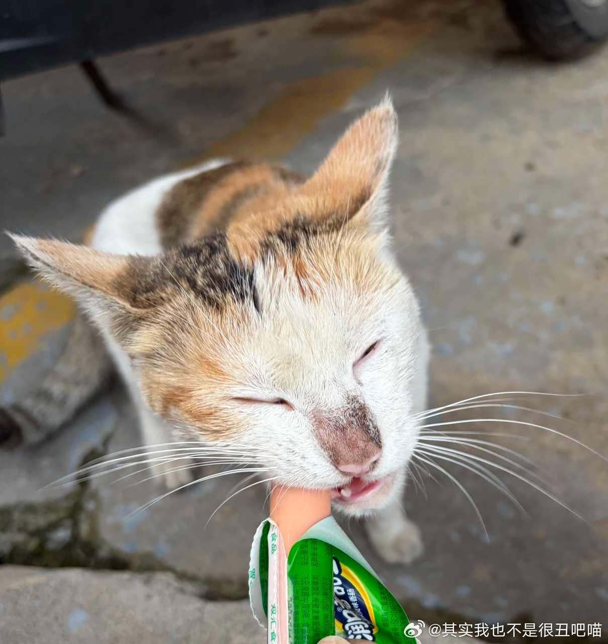 49344【丑猫】豆包豆包，帮我找出图中最丑的生物 