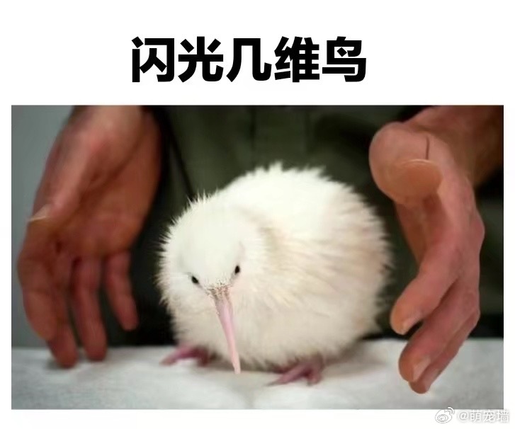 挑战一分钟之内找9个kiwi鸟的梗图 