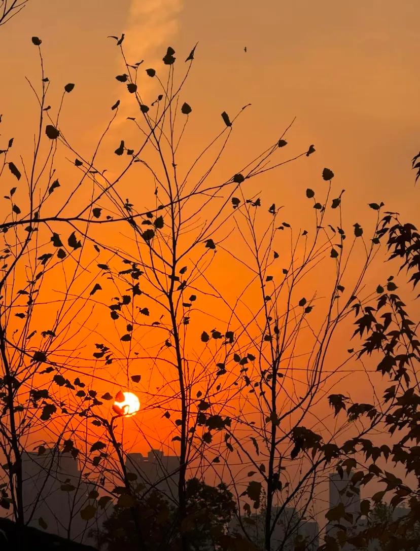 夕阳无限好，只是近黄昏。