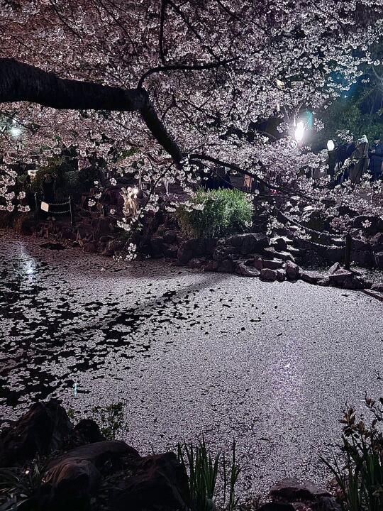 3.27 鲁迅公园雨后夜樱实况！！！