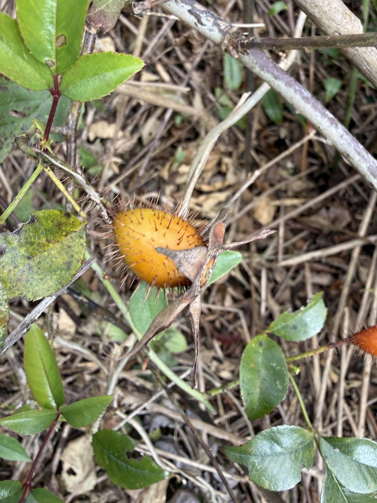 农村的野花野果，认识有几种呢？