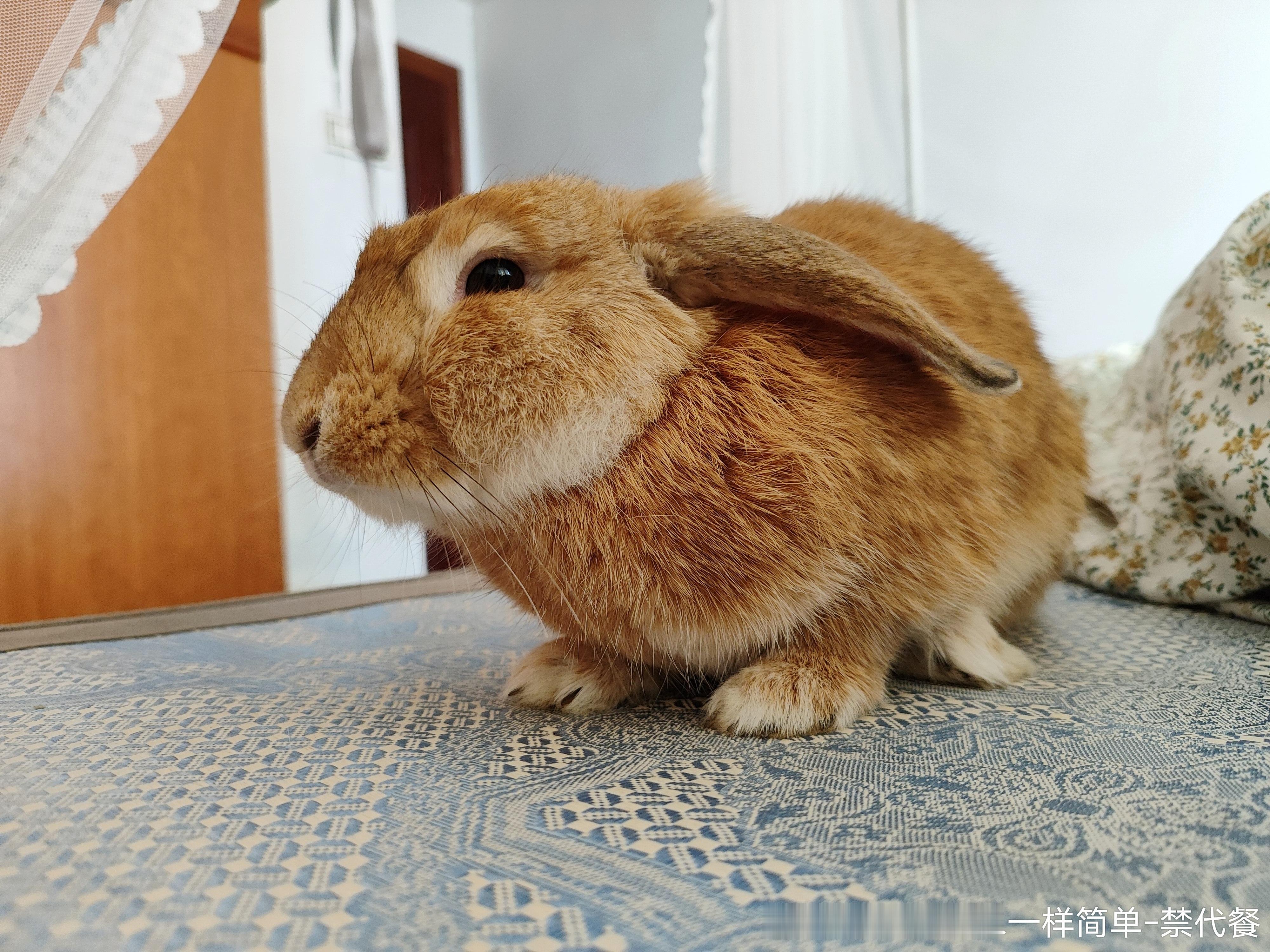 13551🐇【谄媚】您……真的决定不继续摸小兔吗 