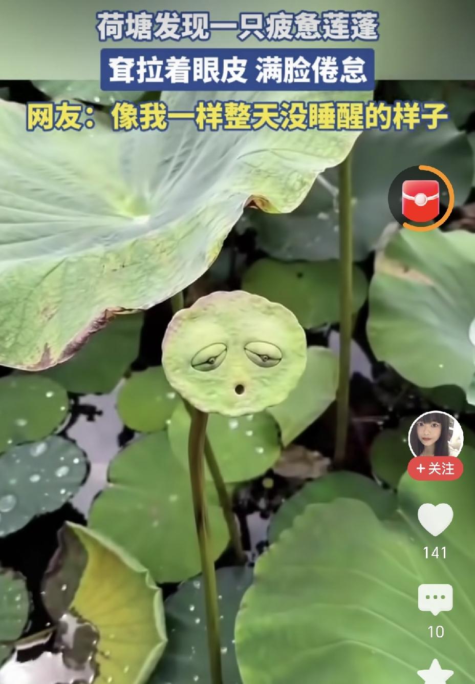 这就是大自然的神奇之处，一个满脸疲态的莲蓬，太可爱了。
很多人会以为这是ai生成