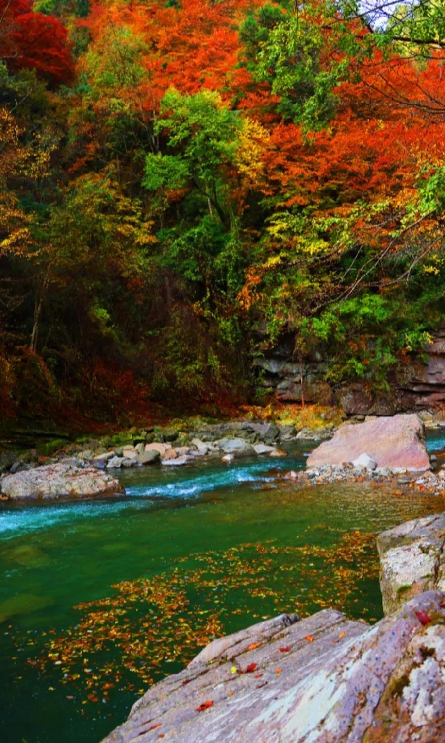 △深秋随笔△
✍🍎🍂🍒
寒秋扫落叶，暖冷从此切。
前起风和雨，后飞露与蝶。