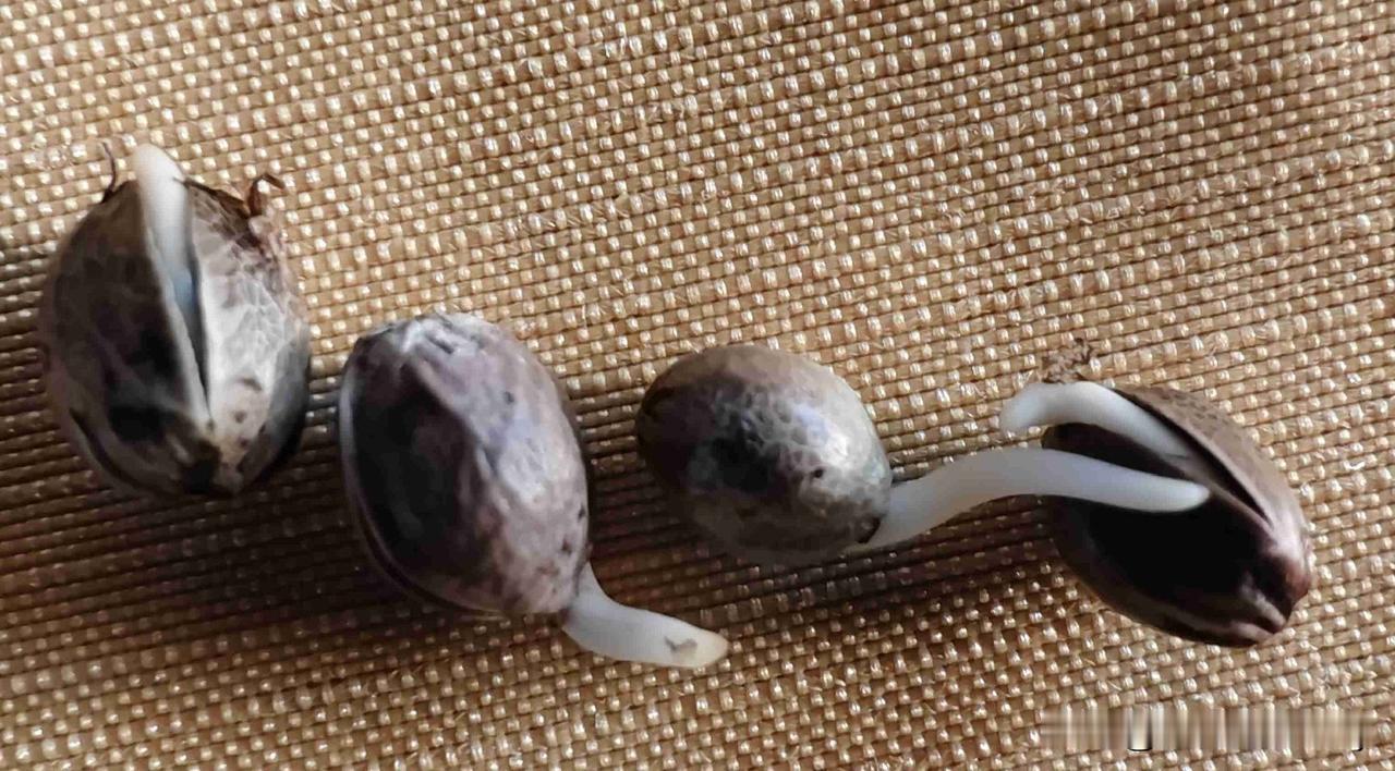 给小鸟吃的，自己也吃了，万物复苏的时候，给一点湿就发芽。凡事多实践，小事也能出大
