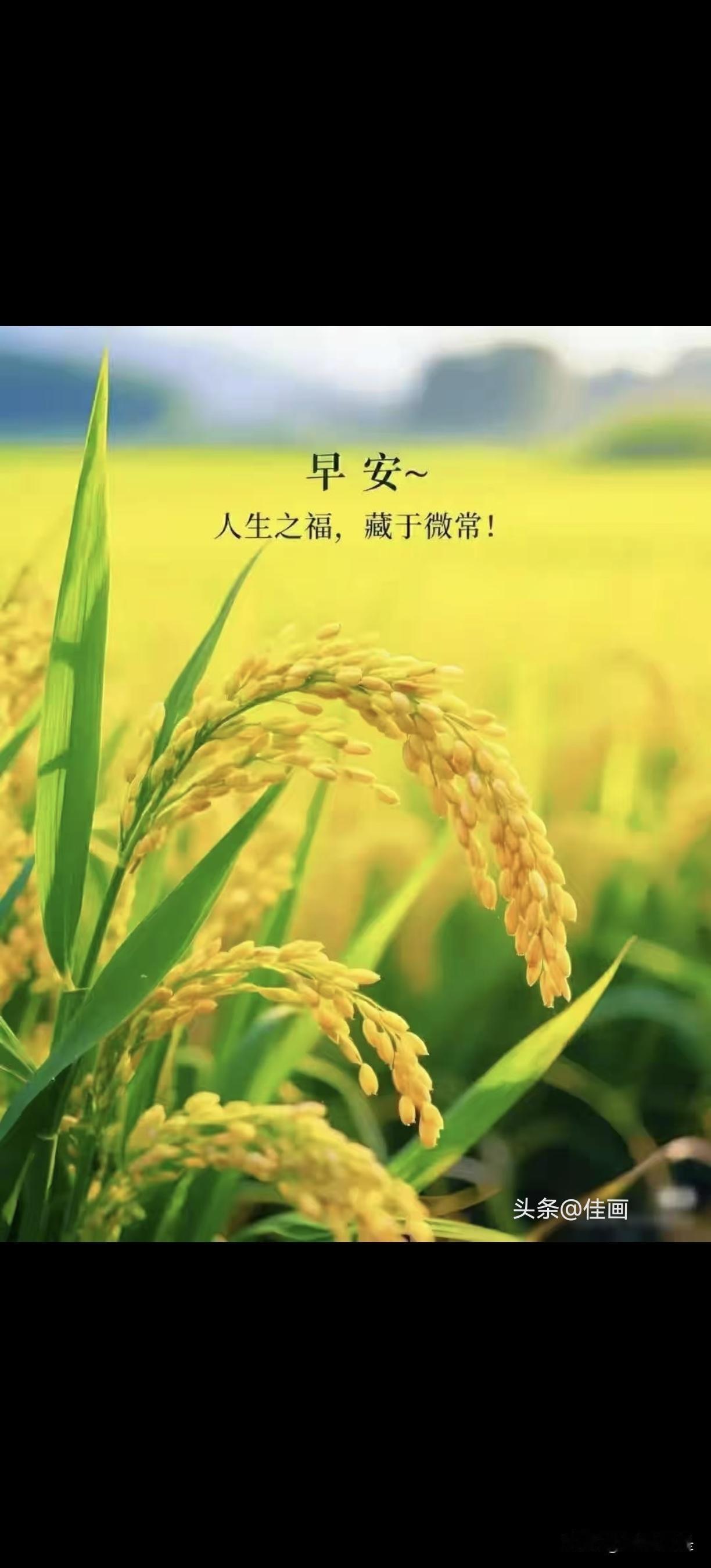 秋天已到，农村的丰收季节也要到了，你看这象黄金一样的稻香。