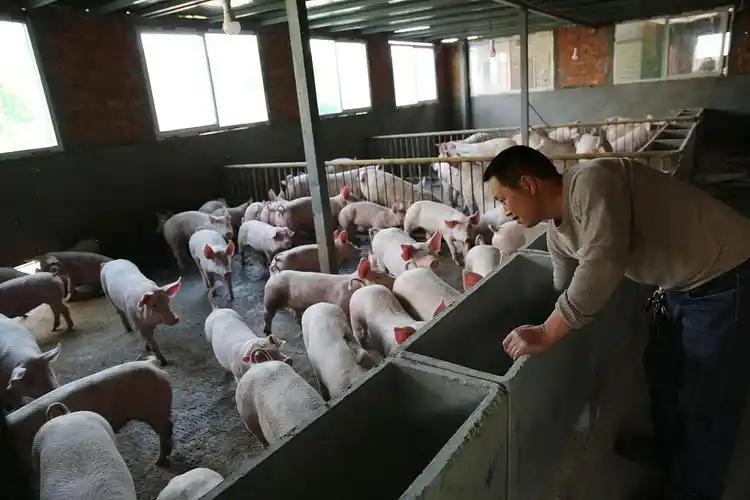 中东战火炸穿中国猪圈！27省猪价跌至5元，国内养殖户血本无归..
 
2026年