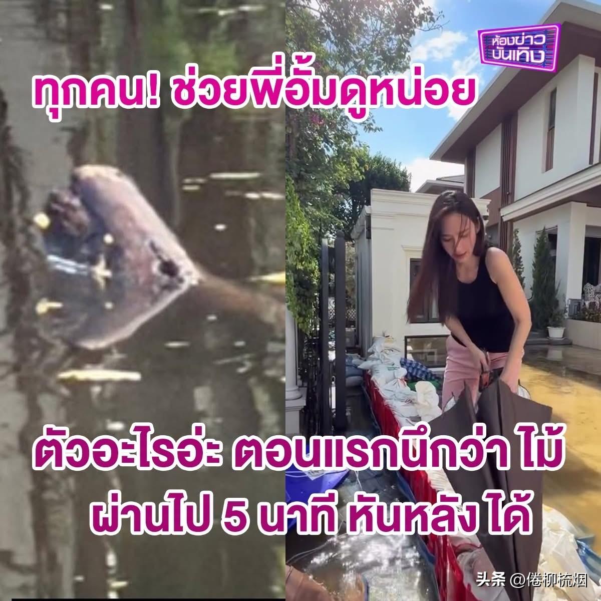 洪水未退，Aump遇蛇：开始以为水里漂的是木头，没想到它还能动。。🐍🐍