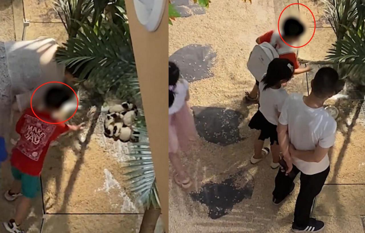 【：尚未发现动物受伤，会加强人手巡逻】7月4日，四川成都。小男孩在一商场内多次向