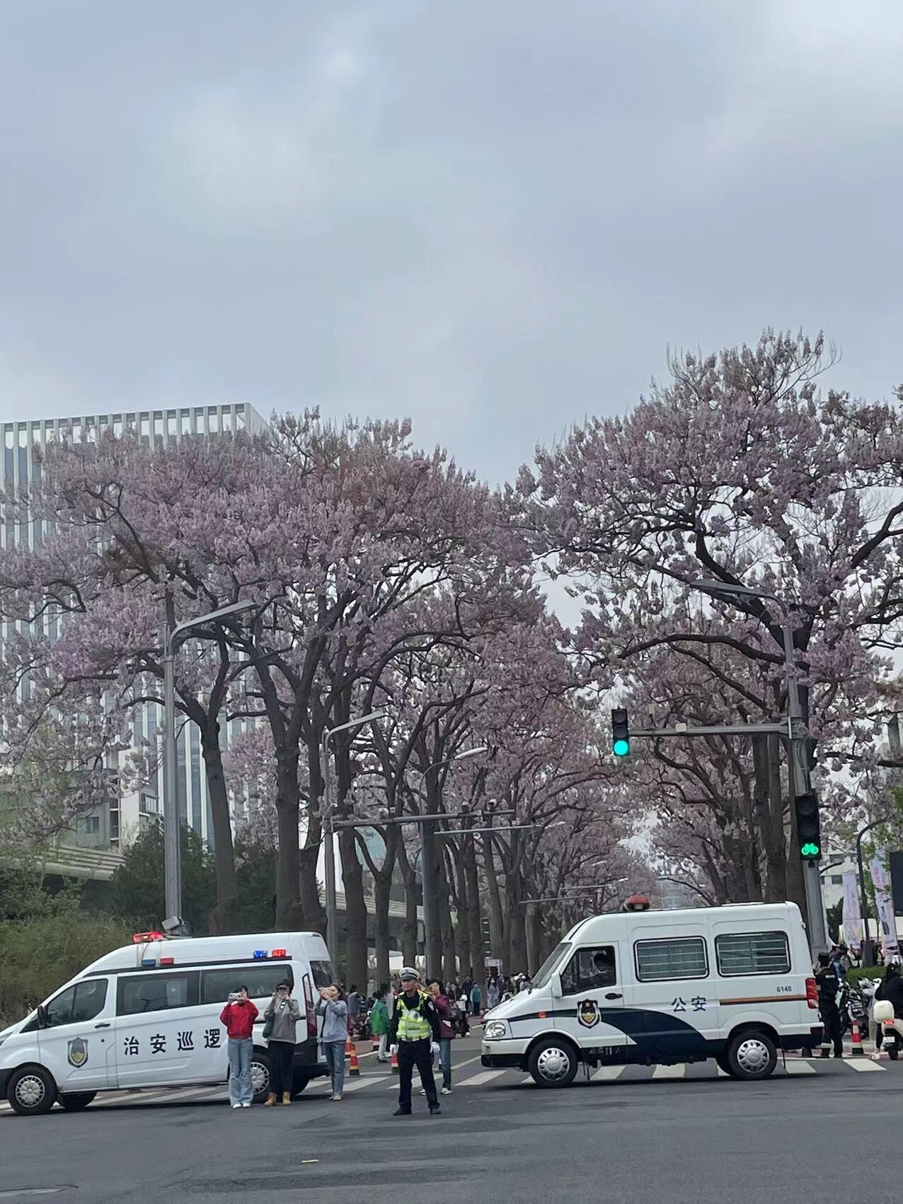 #捕捉身边的美 #泡桐花节#亦庄泡桐大道 
大道全长3300米，专门封出一段路给