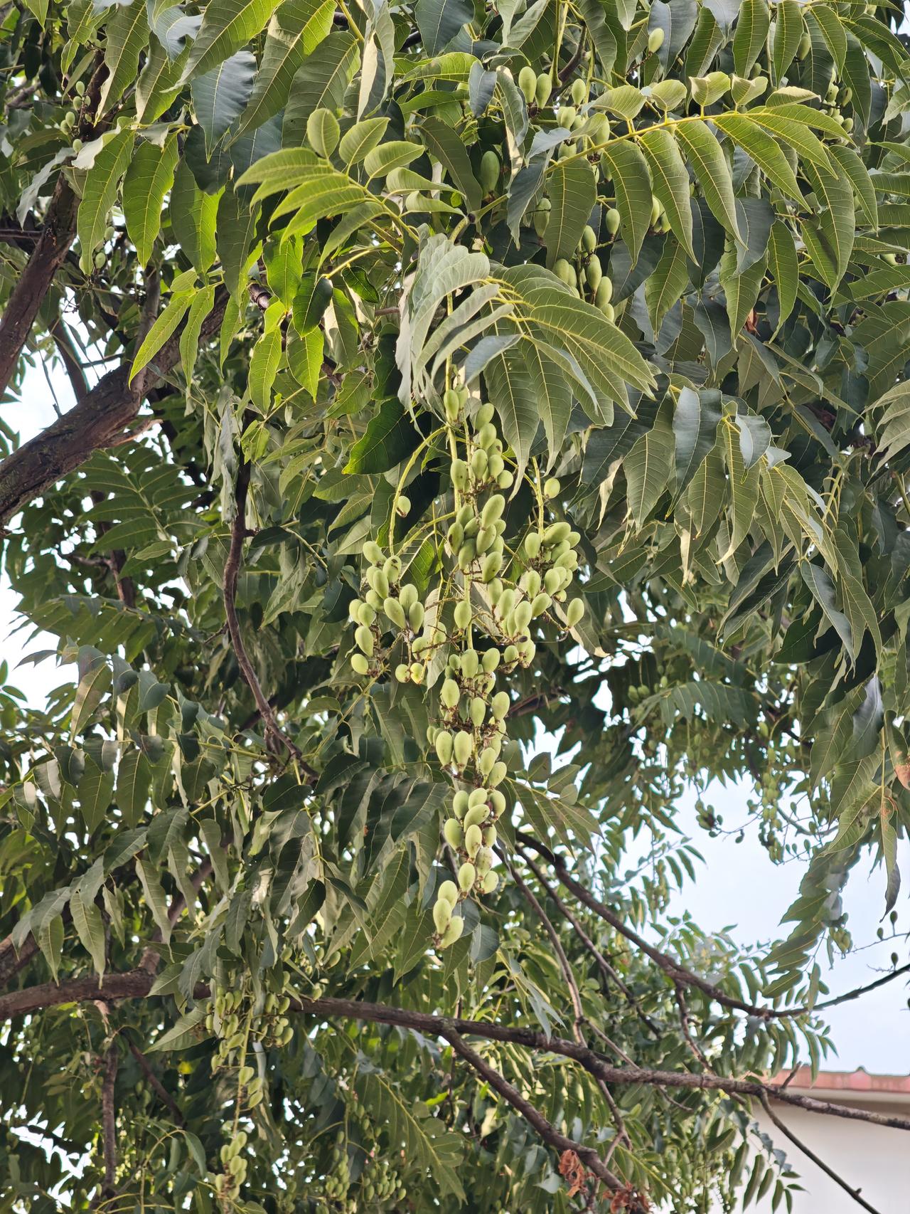 现在种植香椿树还可以吗?