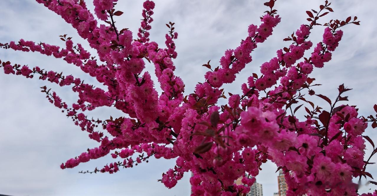 晒图笔记大赛姹紫嫣红的榆叶梅