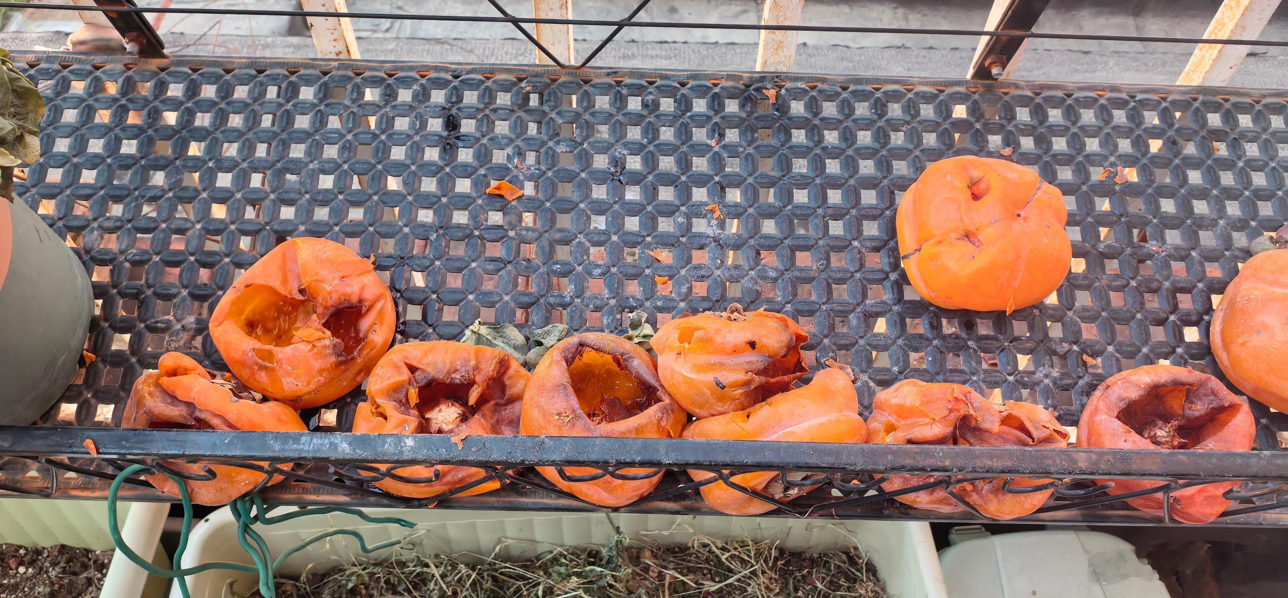 放在露台架子上的柿子全都被掏空吃掉了，今天早晨隔着窗户看，是一只大喜鹊。野生的小