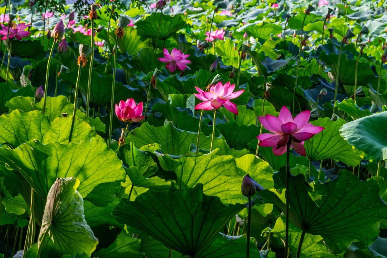 南京玄武湖。南京玄武湖正是赏荷好时节 夏有荷花满池塘 诗情画意的荷塘美景