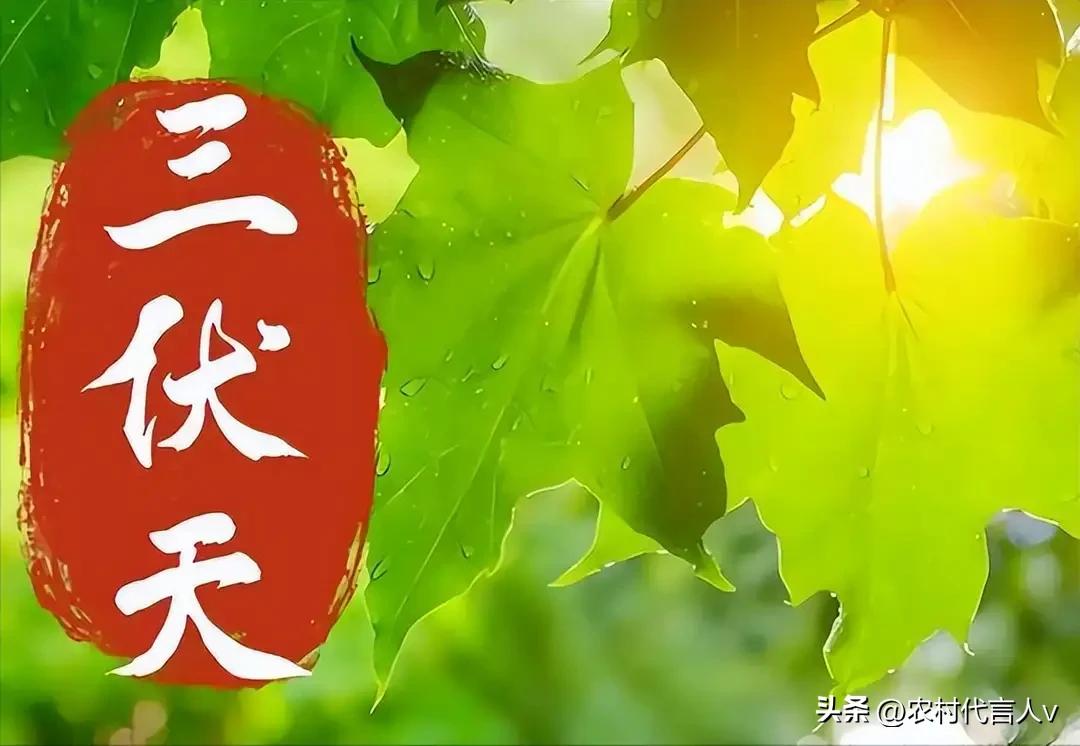 三伏天，有钱没钱，5菜要多吃，祛暑补“阳气”，精神饱满
 
三伏天一来，人就像被