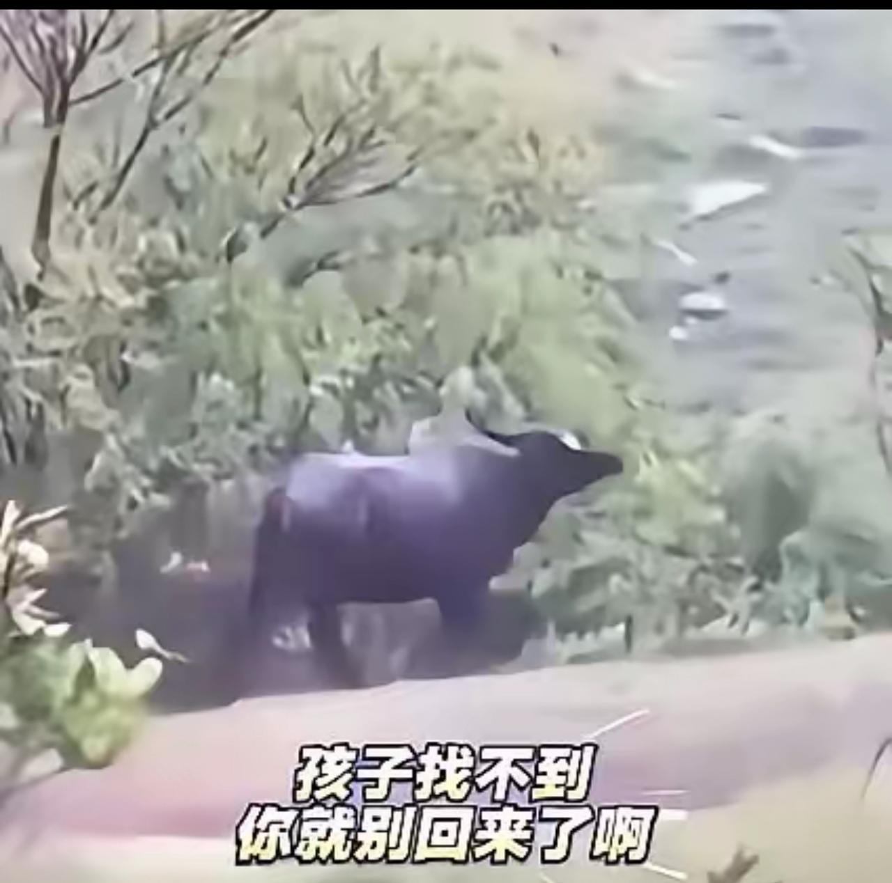 全网揪心！安徽母牛被主人训斥后冒雨寻崽，结局看哭无数人

解释不清了！安徽，一头
