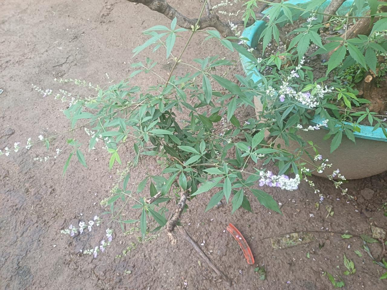 先走两步瞧瞧？
是的，无论是劈拳还是虎扑，
先把这两步，三步走稳了，
走出力道来