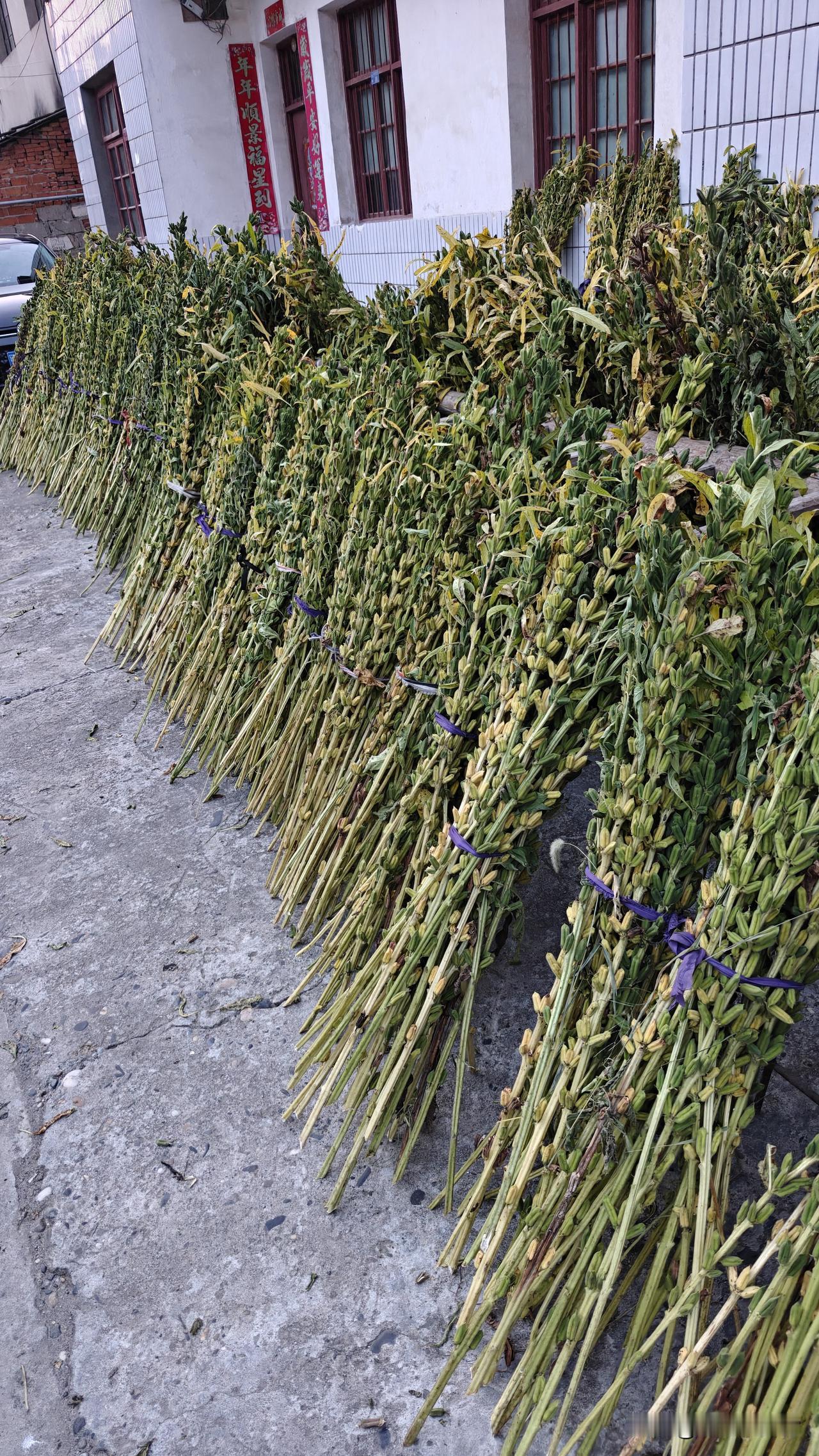 花生芝麻间作套种尝试成功。收成结果出来了。清明节过后4月6号播种的花生，4月20